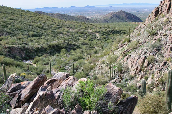 Arizona Wandelpad Buurt Van Scottsdale Stad — Stockfoto