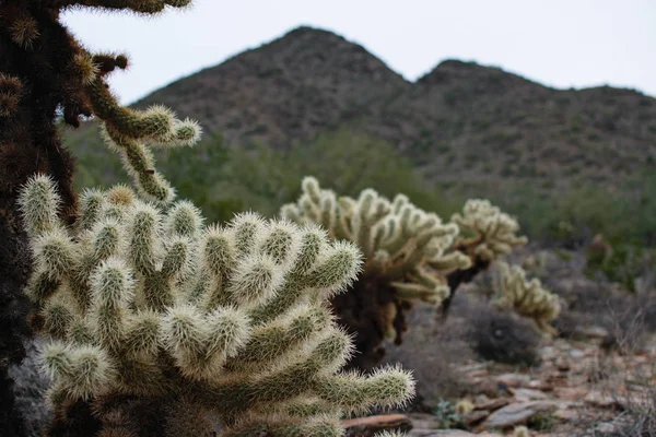 Arizona Kaktus Mit Bergen Hintergrund — Stockfoto