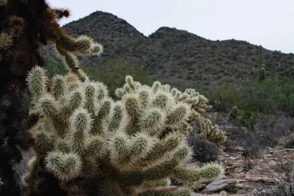 Cactus Sotto Una Montagna — Foto Stock