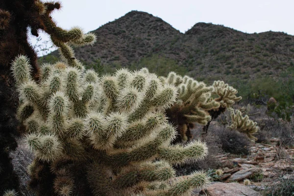 Stekelig Cactus Opgesteld Onder Een Berg — Stockfoto