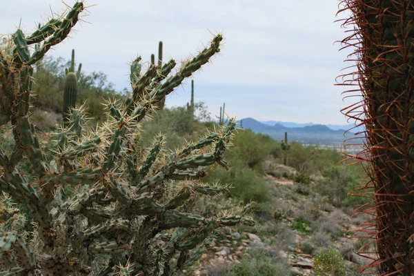 Stekelig Cactus Upclose Arizona — Stockfoto