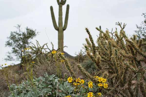 Grote Cactus Gele Bloemen Voorgrond — Stockfoto