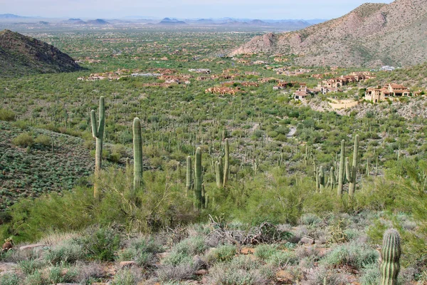 Phoenix Arizona Woestijn Landschap — Stockfoto