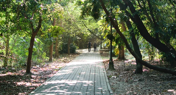 Casal Idosos Caminhando Parque Pôr Sol — Fotografia de Stock