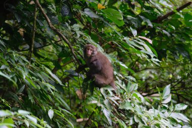 Tayvan Monkey (Formosan Macaques) Kaohsiung şehir