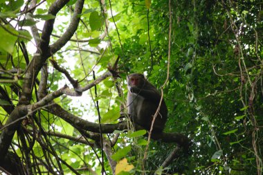 Tayvan Monkey (Formosan Macaques) Kaohsiung şehir