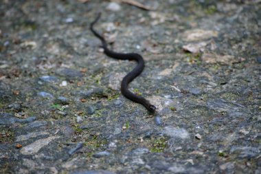 Kaldırımda yılan yakın çekim
