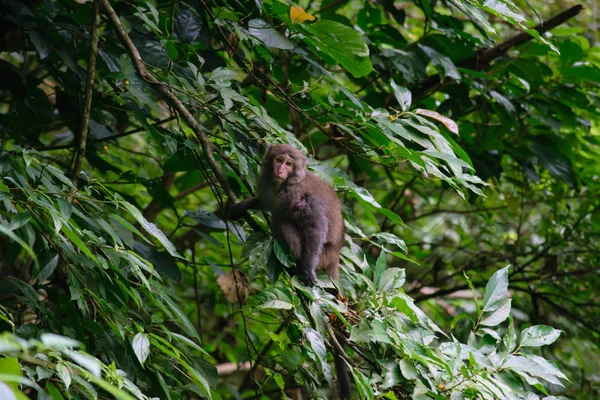 Taiwan Monkey (Formosan Makaker) i Kaohsiung stad — Stockfoto