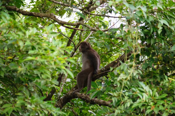 Macaco de Taiwan (Macacos Formosan) Na cidade de Kaohsiung — Fotografia de Stock