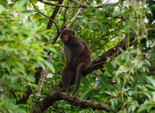 Tajvani majom (formosan makákok) a Kaohsiung város — Stock Fotó