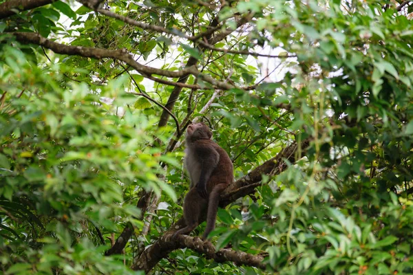 Tajvani majom (formosan makákok) a Kaohsiung város — Stock Fotó