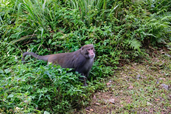 Macaco de Taiwan (Macacos Formosan) Na cidade de Kaohsiung — Fotografia de Stock