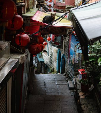 Juifen şehir sokaklarında yolunu yitirmek kedi 