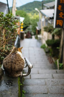 Kedi yoğun şehir cadde seyir