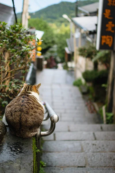 Cat Looking Onto Busy City Street