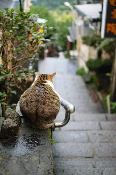 Katt Upptagen Stad Gata — Stockfoto