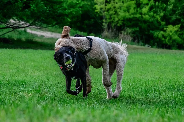 Két kutya játszik a területen-fekete labor és Labradoodle — Stock Fotó