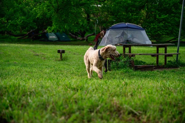 Két kutya játszik a területen-fekete labor és Labradoodle — Stock Fotó