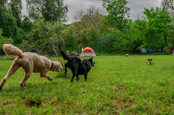 Dwa psy bawią się w polu-czarne laboratorium i Labradoodle — Zdjęcie stockowe