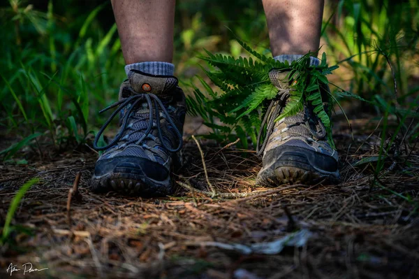 Buty turystyczne na szlaku leśnym — Zdjęcie stockowe
