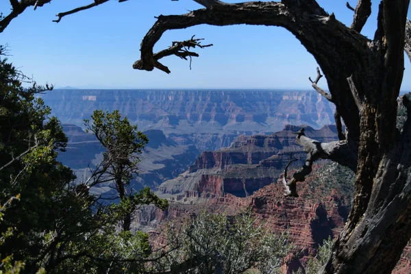 Grand Canyon National Park North RIM, Amerikai Egyesült Államok. Világok 7 csodája — Stock Fotó