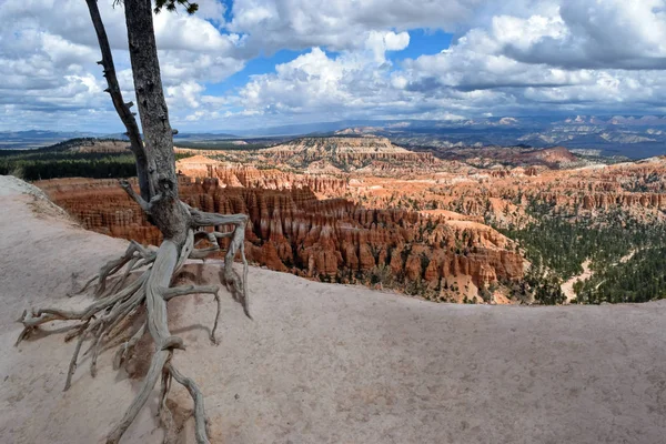 Iconic Dead Tree no topo do Bryce Canyon National Park, Utah da Insp — Fotografia de Stock