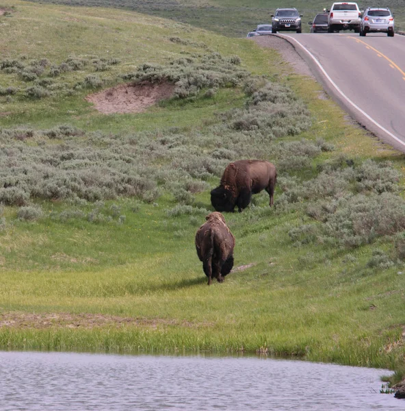 Amerikanischer Bison Büffel Yellowstone Nationalpark — Stockfoto