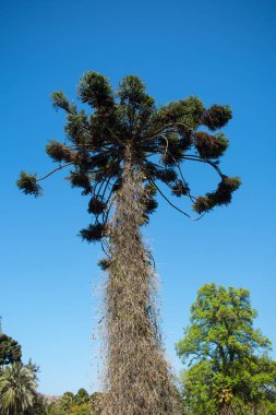 Sequoia Drendon Gigante - Santa Rita Şaraphanesinde Tarihi Ağaçlar 
