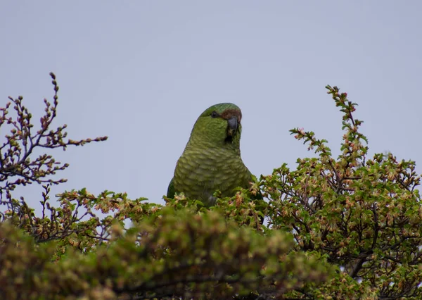 Grünpapagei versteckt sich in einem Baum in torres del paine, Patagonien chi — Stockfoto