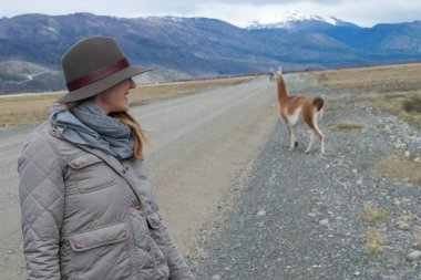 Lama, Patagonya 'da Torres D ile Açık Çayırda Geziyor.