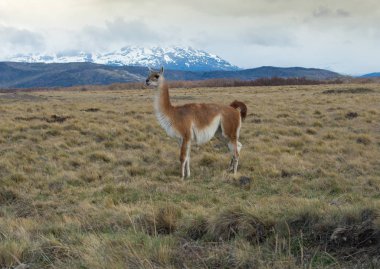 Lama, Patagonya 'da Torres D ile Açık Çayırda Geziyor.