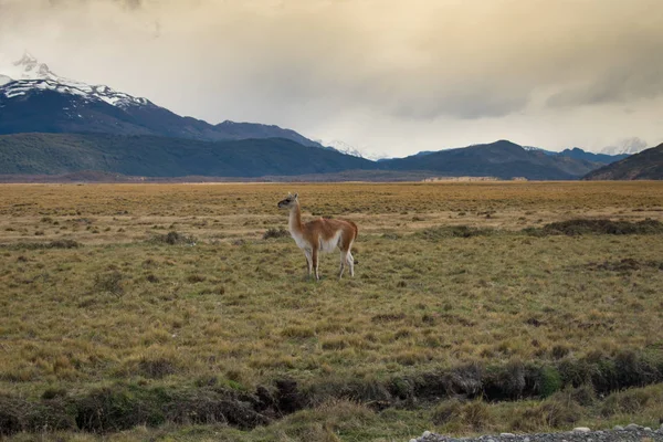Lama roaming na otwartej prerii w Patagonii Chile z Torres d — Zdjęcie stockowe