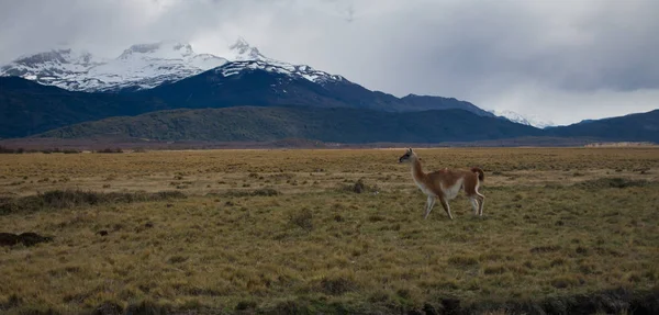 Lama Roaming On An Open Prairie en Patagonia Chile con Torres d — Foto de Stock