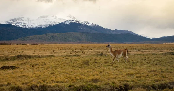 Lama Roaming On An Open Prairie en Patagonia Chile con Torres d — Foto de Stock