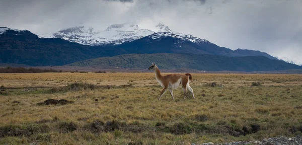 Lama roaming na otwartej prerii w Patagonii Chile z Torres d — Zdjęcie stockowe