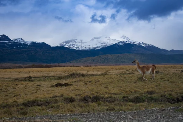 Lama Roaming em uma pradaria aberta na Patagônia Chile com Torres d — Fotografia de Stock