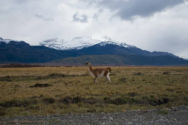 Lama Roaming em uma pradaria aberta na Patagônia Chile com Torres d — Fotografia de Stock