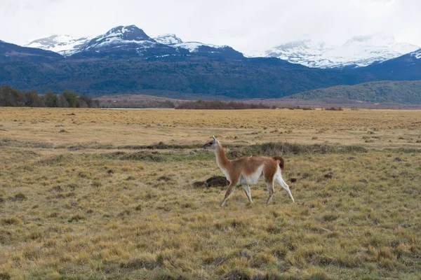 Lama roaming na otwartej prerii w Patagonii Chile z Torres d — Zdjęcie stockowe