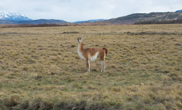 Lama roaming na otwartej prerii w Patagonii Chile z Torres d — Zdjęcie stockowe
