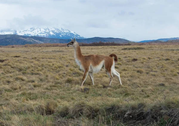 Lama roaming na otwartej prerii w Patagonii Chile z Torres d — Zdjęcie stockowe