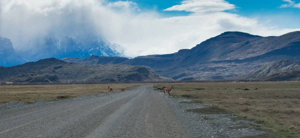 Lama Roaming On An Open Prairie en Patagonia Chile con Torres d — Foto de Stock