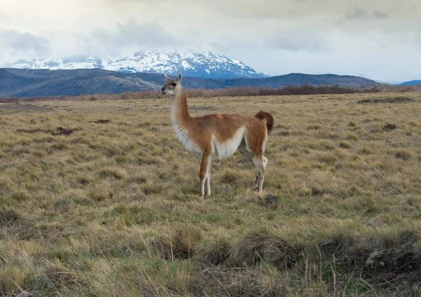 Lama, Patagonya 'da Torres D ile Açık Çayırda Geziyor.