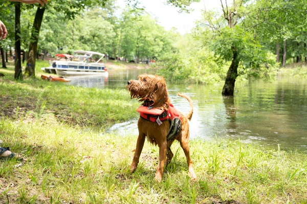 Golden Doodle Life Jacket Standing Lake — Stock Photo, Image