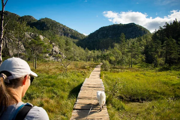 Vrouwen Wandelen Samoyed Husky Houten Brug Weg Naar Preikestolen Noorwegen — Stockfoto