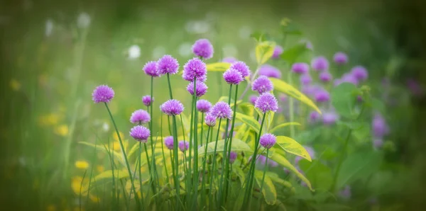 field of purple flowers