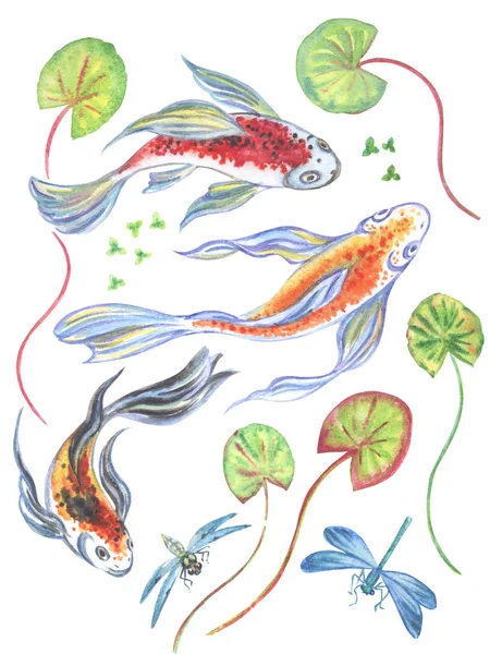 Ensemble Poissons Koï Plantes Aquatiques Libellules Illustration Aquarelle Sur Fond — Photo