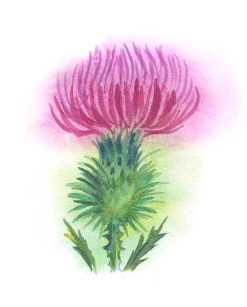 Thistle Bloem Abstract Aquarel Witte Achtergrond — Stockfoto