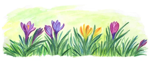 Весняні Квіти Крокуси Траві Акварельний Малюнок — стокове фото