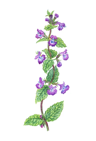 Lesní Rostliny Catnip Akvarel Kresba Bílém Pozadí — Stock fotografie