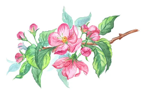 木の枝 開花アップル 白の背景上に描画水彩 — ストック写真